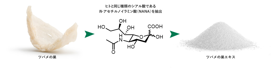 ツバメの巣→ヒトと同じ種類のシアル酸であるN-アセチルノイラミン酸（NANA）を抽出→ツバメの巣エキス